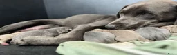 Labrador Retriever dogs for sale: Perfect health tested Silver & Charcoals  - Advert 15
