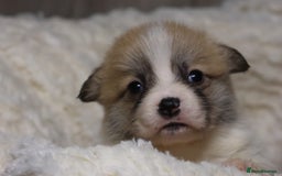Welsh Corgi Pembroke dogs for sale: Naturally bobbed unique babies - Image 3