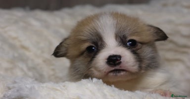 Welsh Corgi Pembroke dogs - Advert 9