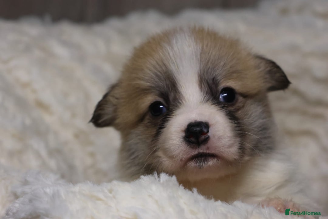 Welsh Corgi Pembroke dogs for sale: Naturally bobbed unique babies - Image 3