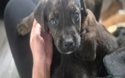 Mixed Breed dogs for sale: Mastiff x Rottweiler  - Image 23