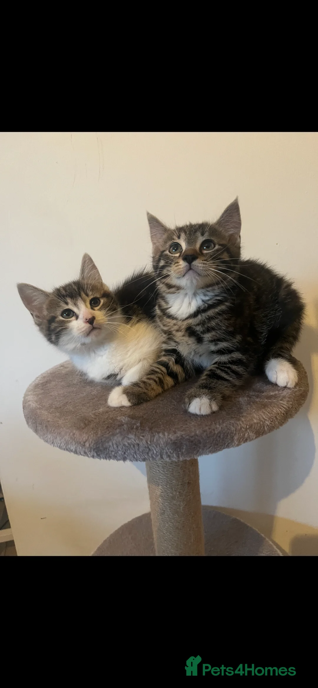 Mixed Breed cats for sale: MAINECOON X KITTENS  - Advert 5