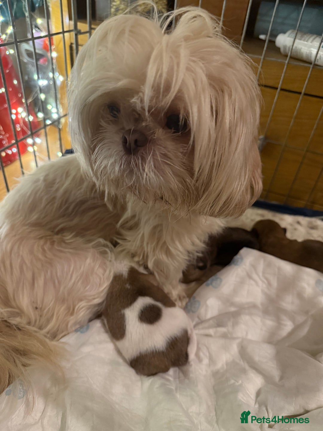 Shih Tzu dogs for sale: 3 shitzu puppies needing new forever homes - Advert 8