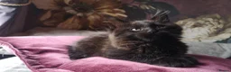 Maine Coon cats for sale: TICA reg HEALTH CHECKED Maine Coons - Advert 15