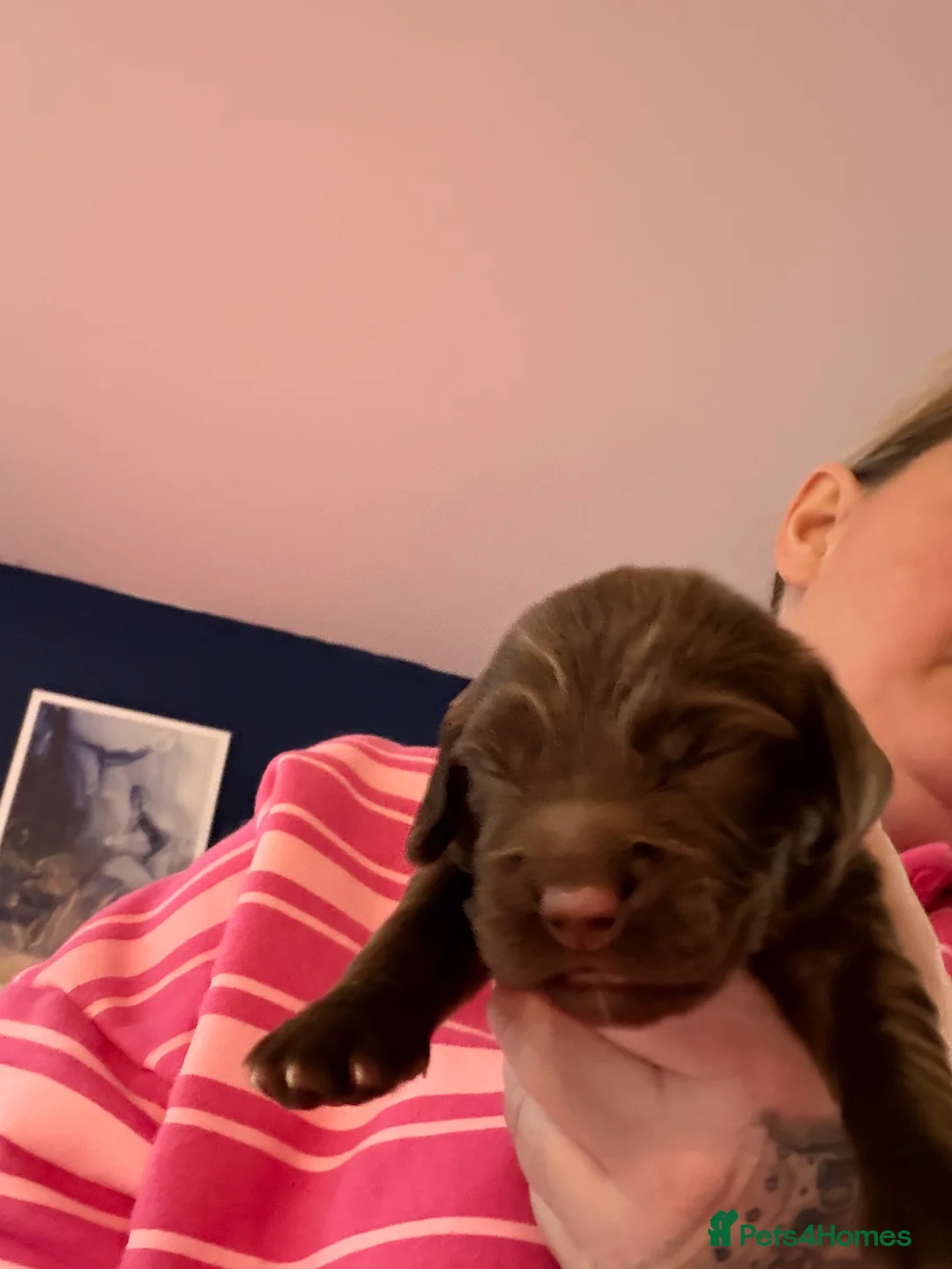 Sprocker dogs for sale: Adorable Sprocker puppies  - Advert 5