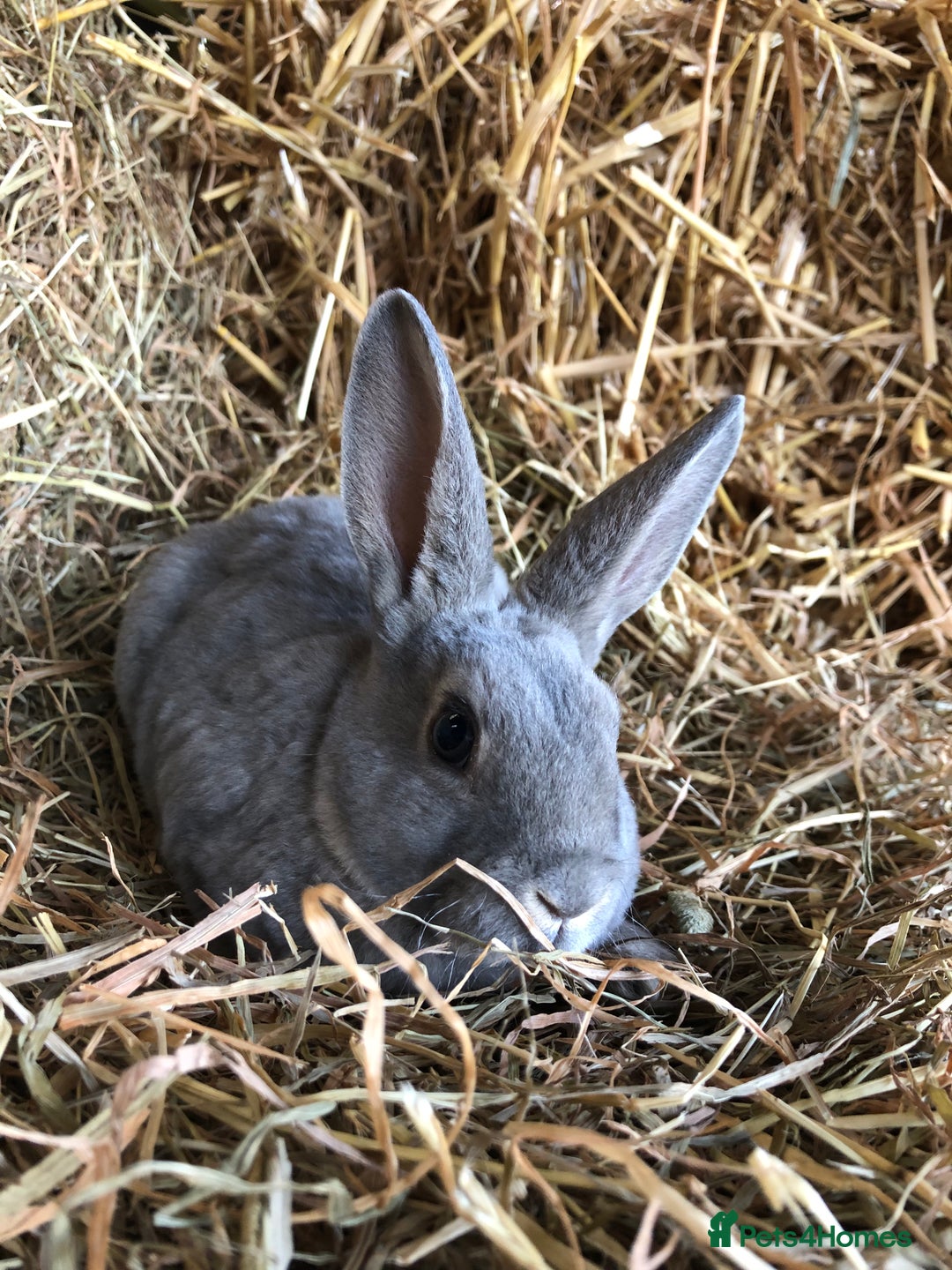 Rex rabbits for sale: Beautiful Pure Breed Velvet Mini Rex babies 🐰  - Advert 22
