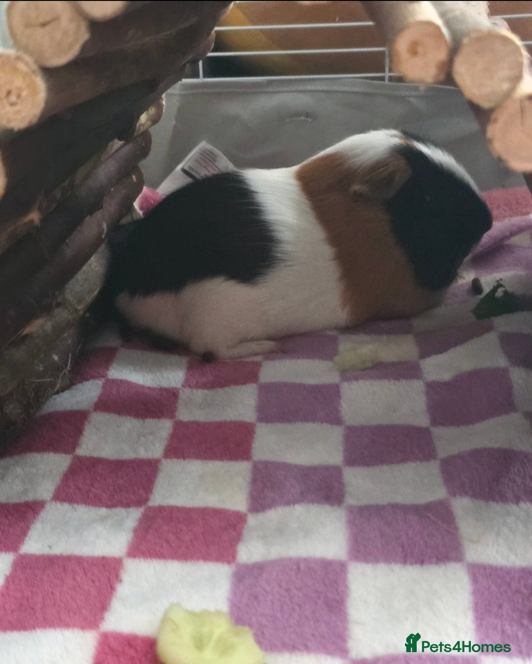 Guinea Pig rodents for sale: Two guinea pigs (female) - Image 5