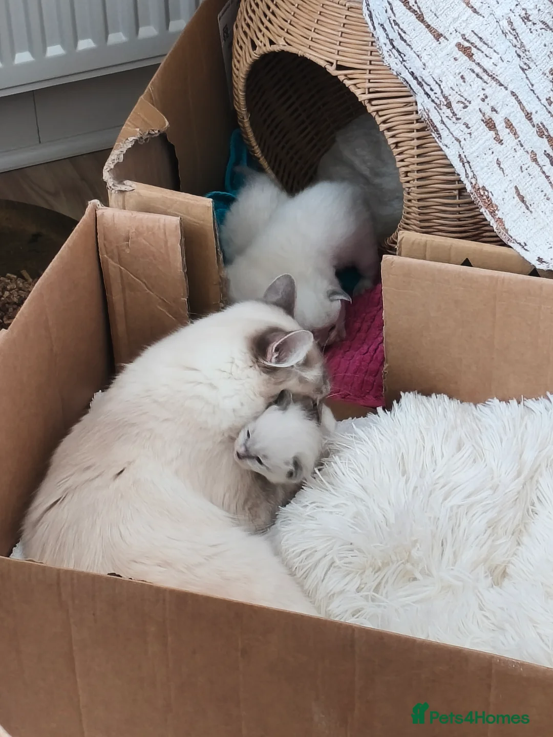 Ragdoll cats for sale: 3 Ragdoll Kittens for sale  - Advert 2