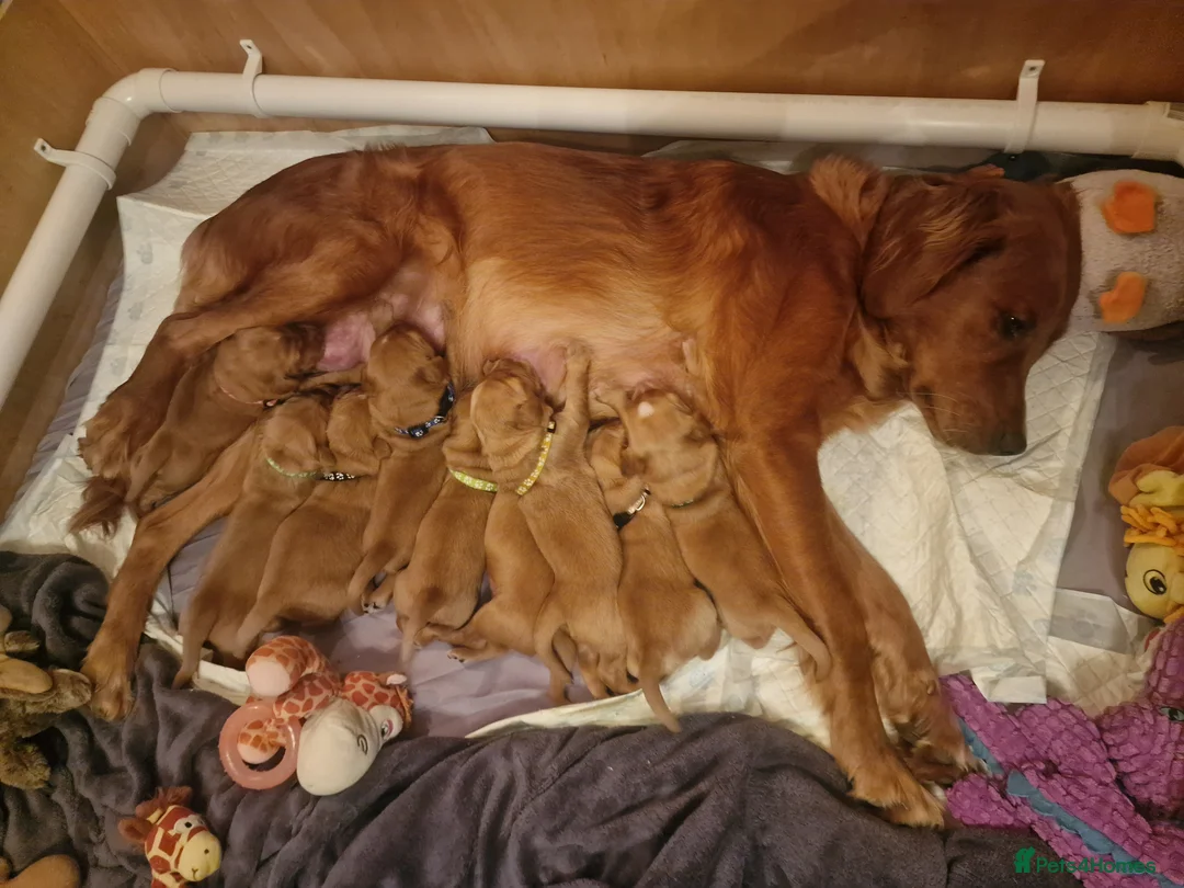 Golden Retriever dogs for sale: Beautiful KC-Registered Golden Retriever Puppies - Advert 9