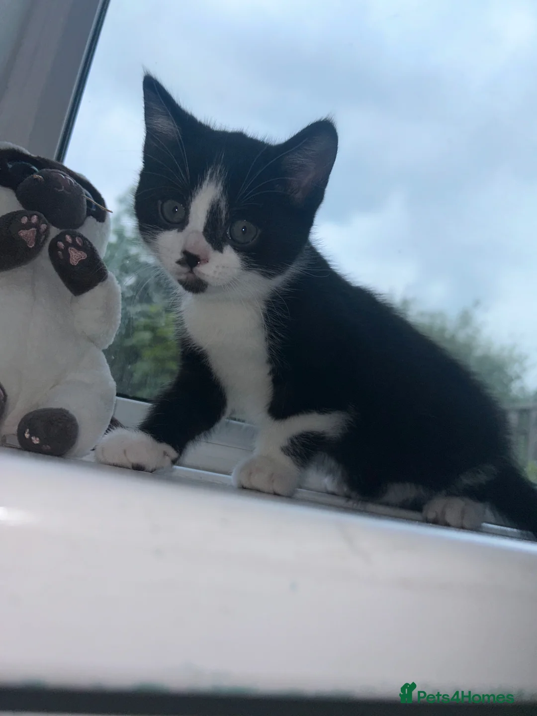 British Shorthair cats for sale: British shorthair kitten - Advert 2