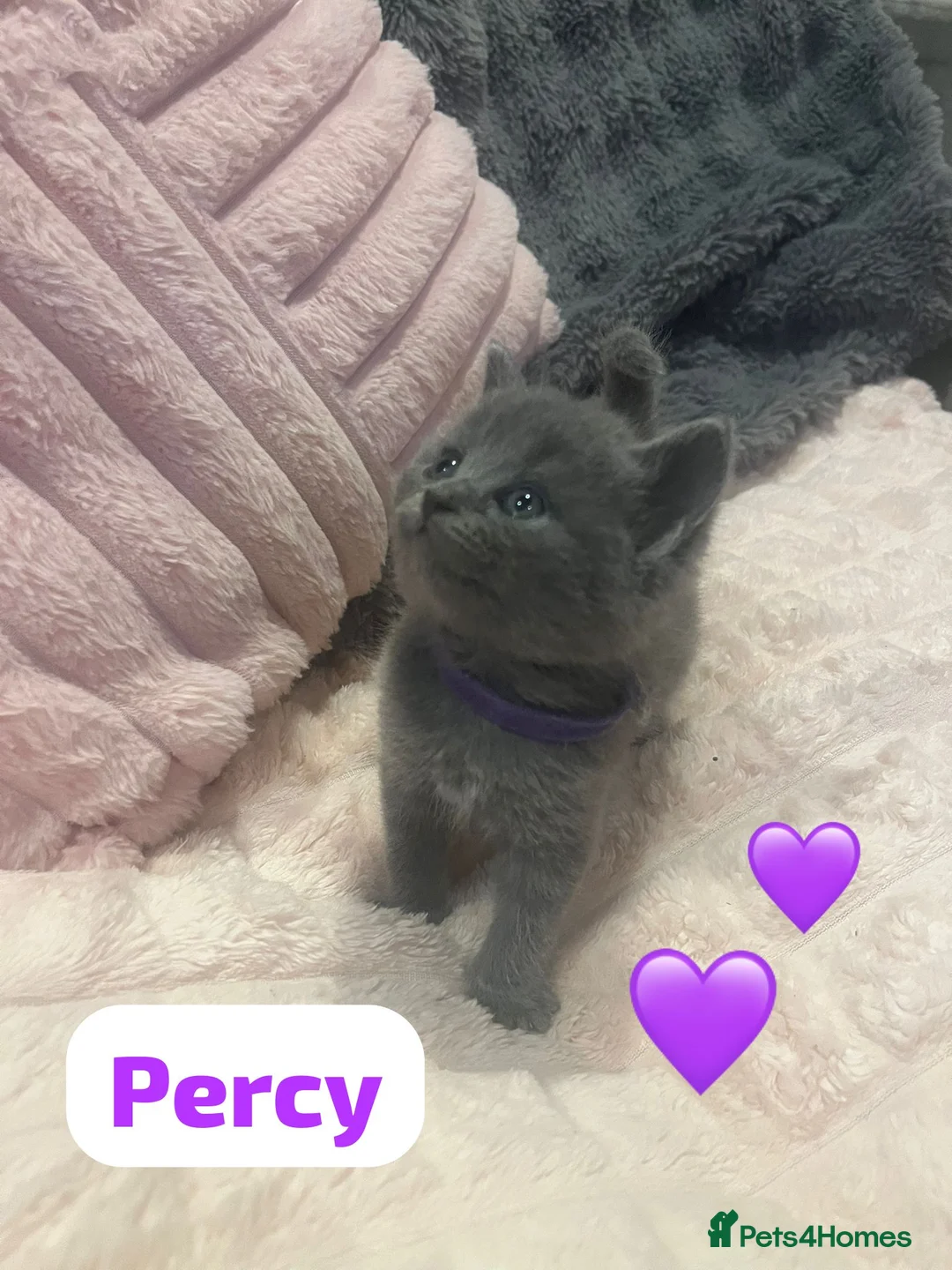 British Shorthair cats for sale: Beautiful British shorthair cross kittens🩵🩷 - Advert 1