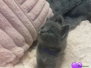 British Shorthair cats Beautiful British shorthair cross kittens🩵🩷 - Advert 4