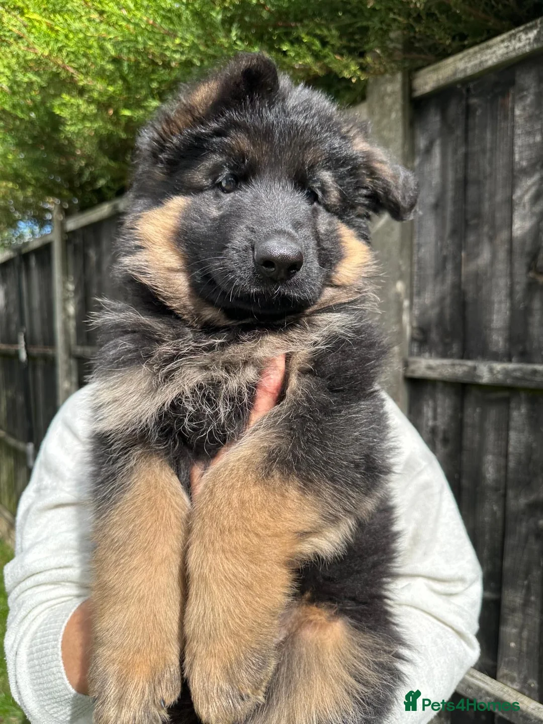 German Shepherd dogs for sale: 7 month old female GSD - Advert 2