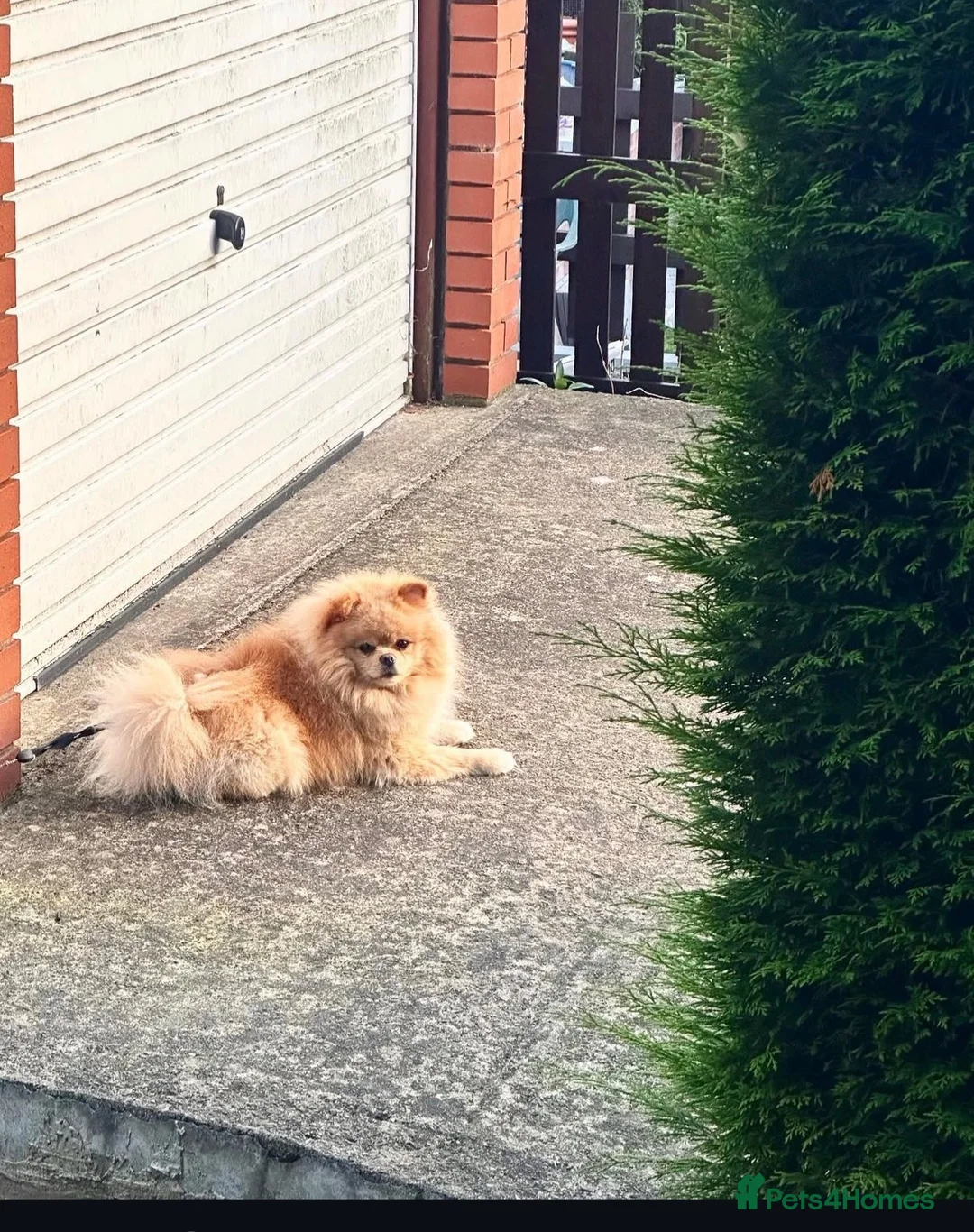 Pomeranian dogs for stud: Mr Milo  - Advert 3