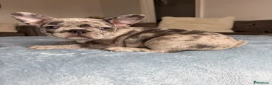 Male 1 Hugo