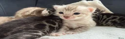 Bengal cats for sale: Bengal Kittens For Sale (6 Left) - Advert 13