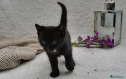 Mixed Breed cats for sale: Beatiful Maine-Coone/Bombay Kittens - Image 10