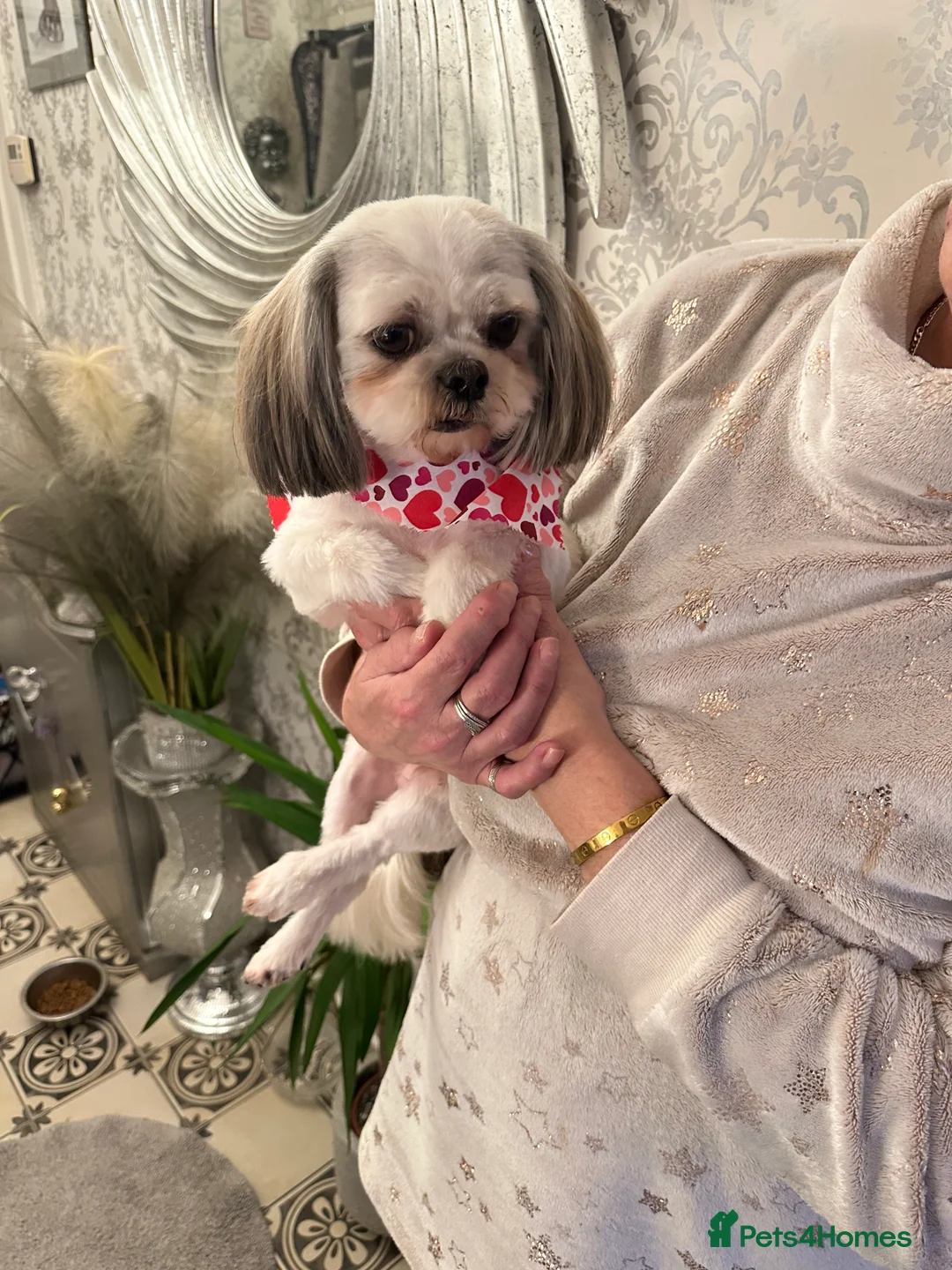 Shih Tzu dogs for stud: KC REG TINY STUD BOY  - Advert 1