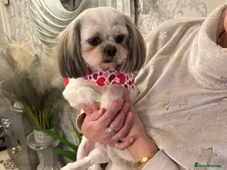 Shih Tzu dogs KC REG TINY STUD BOY in Mansfield - Advert 5