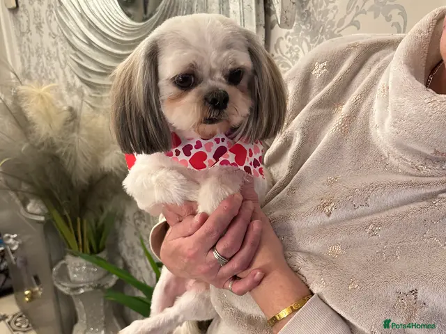 Shih Tzu dogs KC REG TINY STUD BOY PROVEN STUD - Advert 1