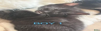 Mixed Breed Kitten 1