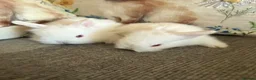 Mixed Breed rabbits for sale: Baby rabbits  in Wrexham - Advert 6