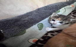 Bengal cats for sale: Beautifull kittens for sale - Image 20
