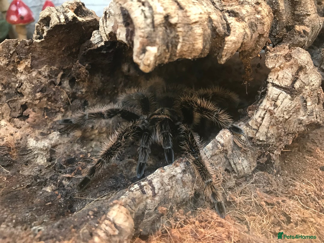 Tarantulas invertebrates for sale: Adult Female Tliltocatl albopilosus - Image 2