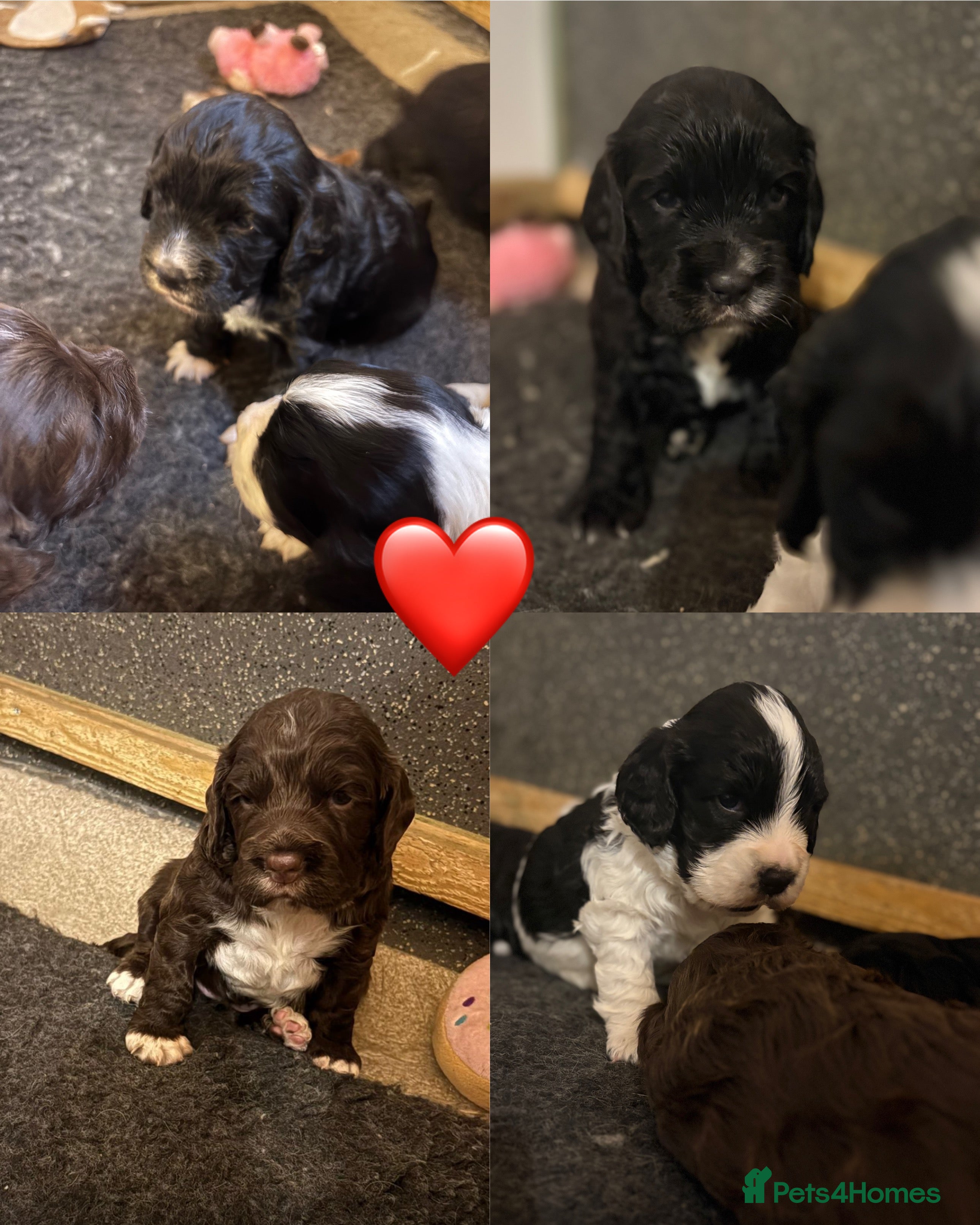 Cocker Spaniel dogs ⭐️Cocker spaniels puppy’s⭐️ - Advert 16
