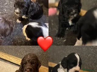 Cocker Spaniel dogs ⭐️Cocker spaniels puppy’s⭐️ - Advert 16