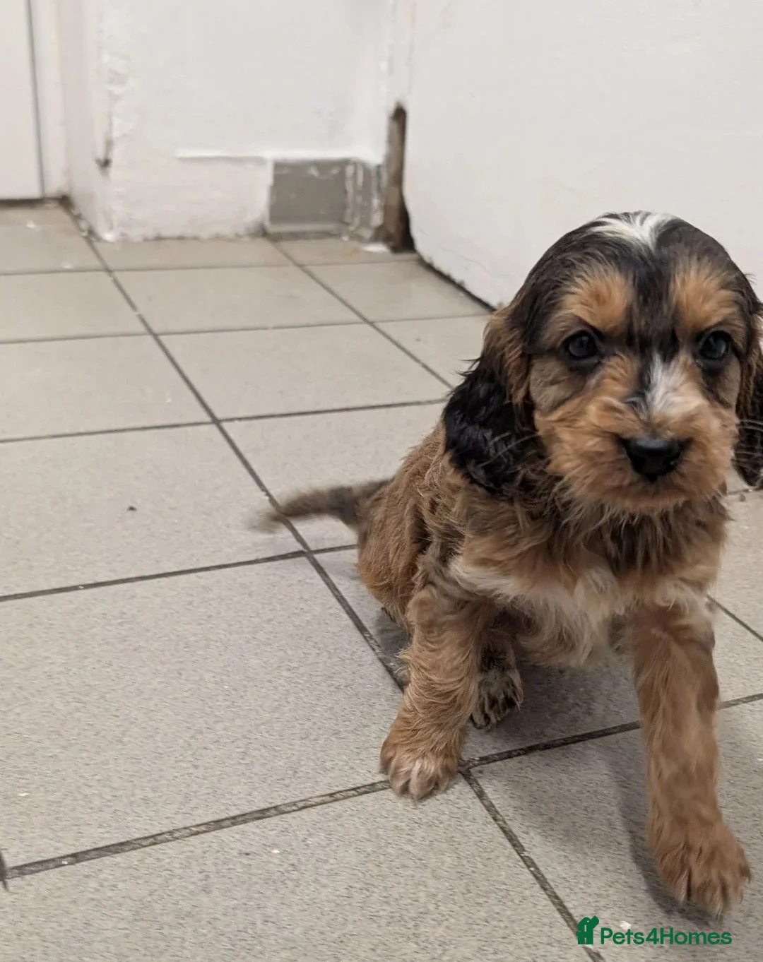 Cockapoo dogs for sale: Adorable Cockapoos  in Macclesfield - Advert 2