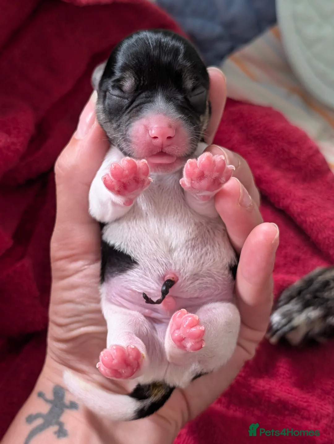Mixed Breed dogs for sale: Mixed Breed Puppies  - Advert 19
