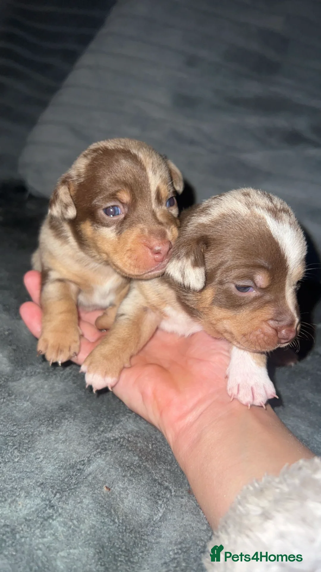 Jack Russell dogs for stud: Miniature Jack Russell - Blue Merle - STUD DOG in Wellingborough - Advert 11