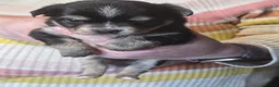 Chihuahua dogs for sale: Beautiful Applehead Chihuuas - Advert 3