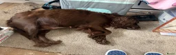 Mixed Breed dogs for sale: Collie Cockers  in Glasgow - Advert 10