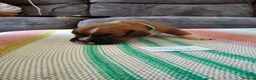 Boxer dogs for sale: Stunning Boxer Puppies in Cannock - Advert 2