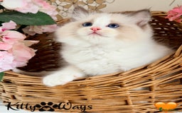 Ragdoll cats for sale: 🐾🩷*TICA REG* LYNX TABBY EU RAGDOLL KITTENS🩵🐾 - Image 15
