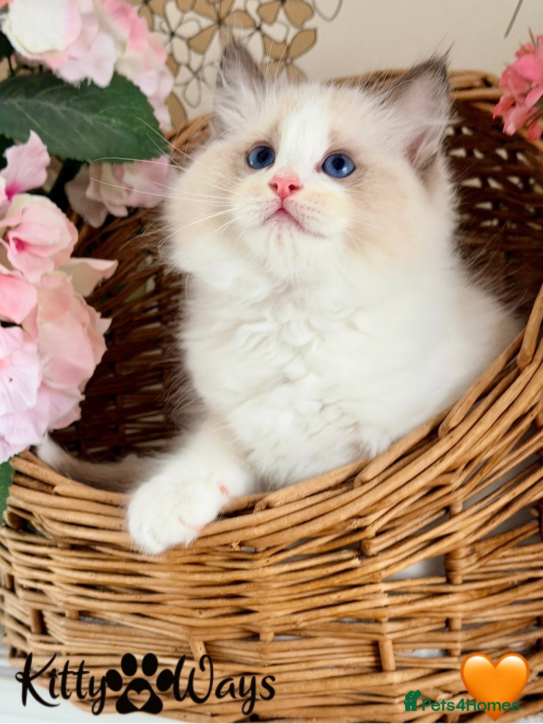 Ragdoll cats for sale: 🐾🩷*TICA REG* LYNX TABBY EU RAGDOLL KITTENS🩵🐾 - Image 15