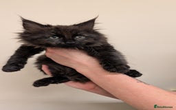 Maine Coon cats for sale: 4 Maine Coon / Ragdoll kittens - Image 4