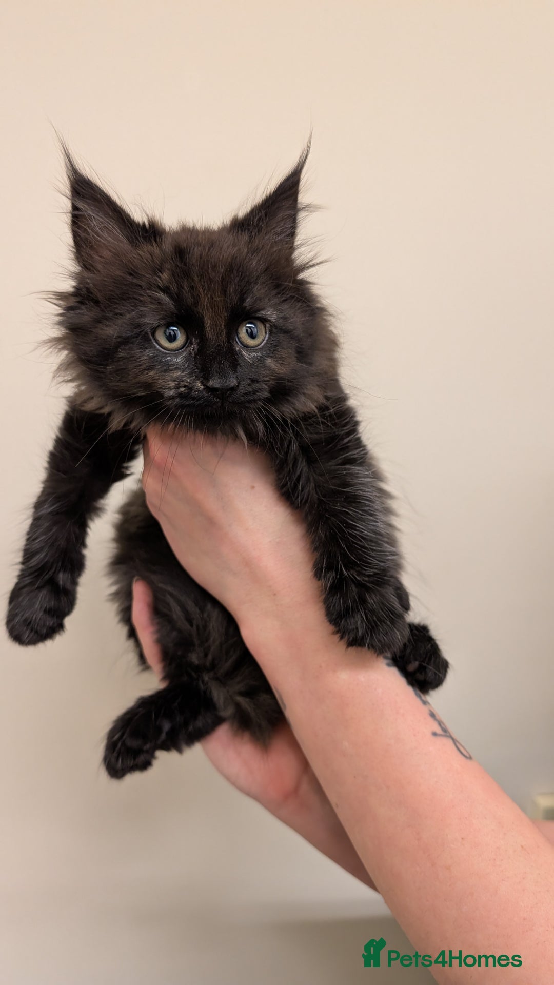 Maine Coon cats for sale: 4 Maine Coon / Ragdoll kittens - Image 4