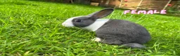 Dutch rabbits for sale: Cute Dutch Bunnies, Mixed Gender! :) in Blackburn - Advert 2