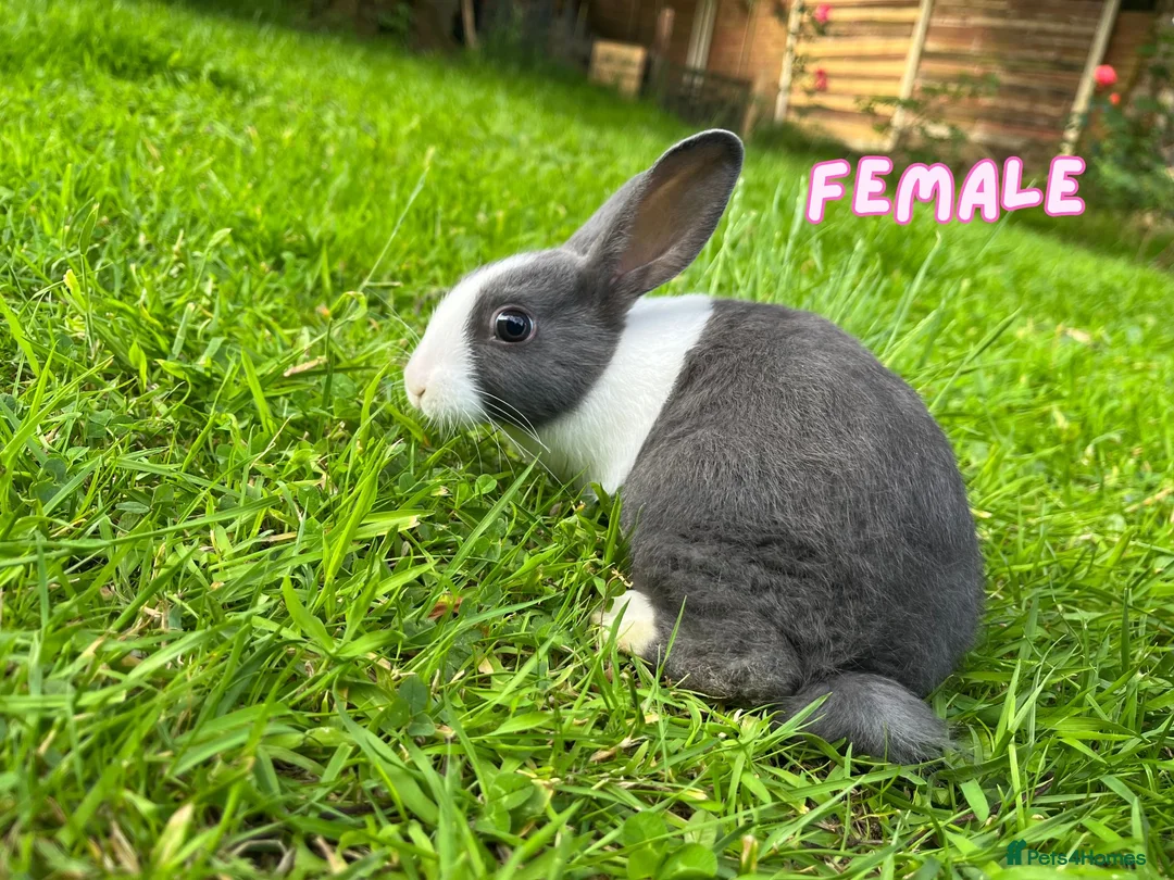 Dutch rabbits for sale: Cute Dutch Bunnies, Mixed Gender! :) in Blackburn - Advert 2