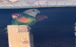 Lovebirds birds for sale: Lovebirds x 8 - Image 3