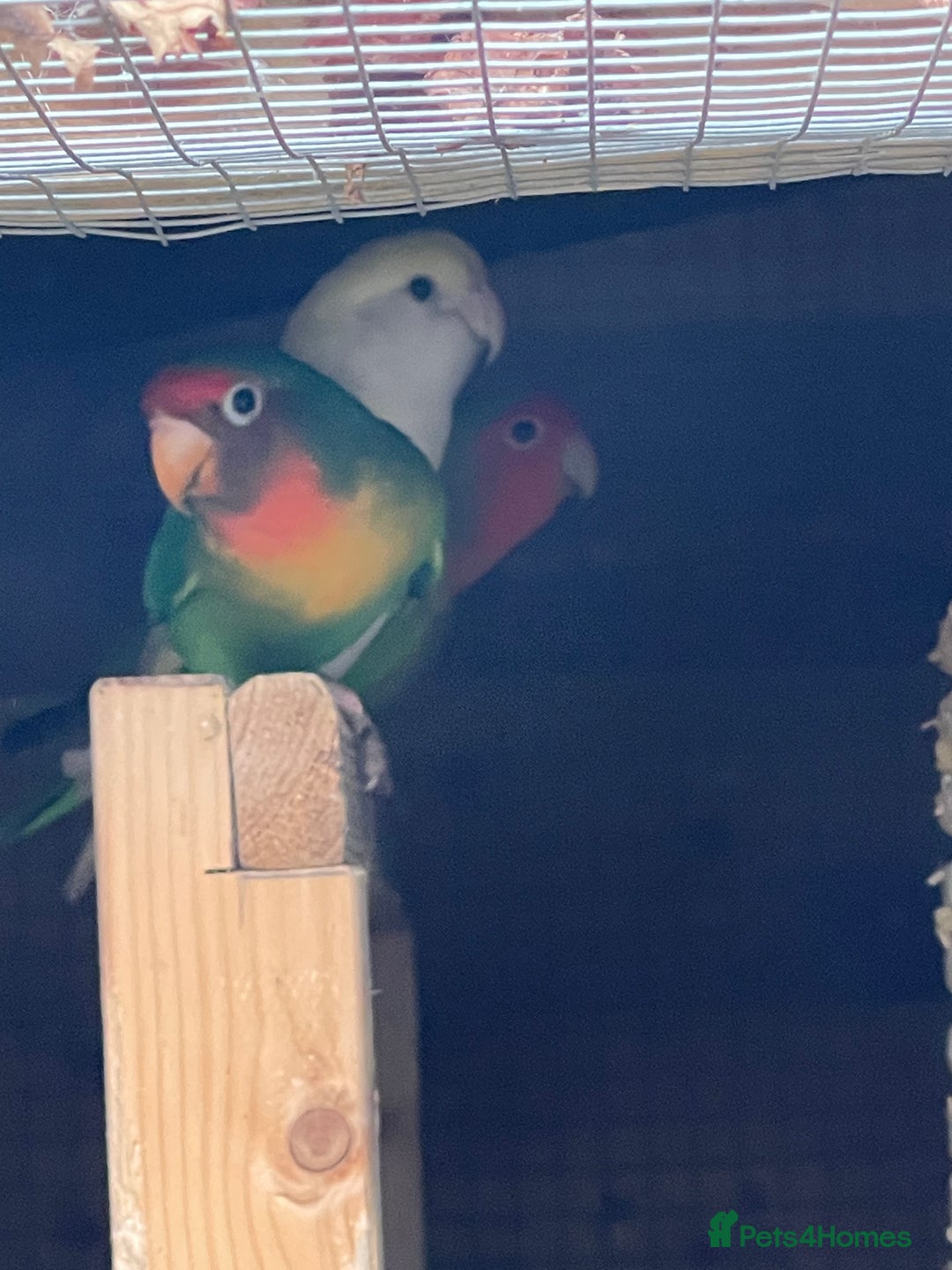 Lovebirds birds for sale: Lovebirds x 8 - Image 3