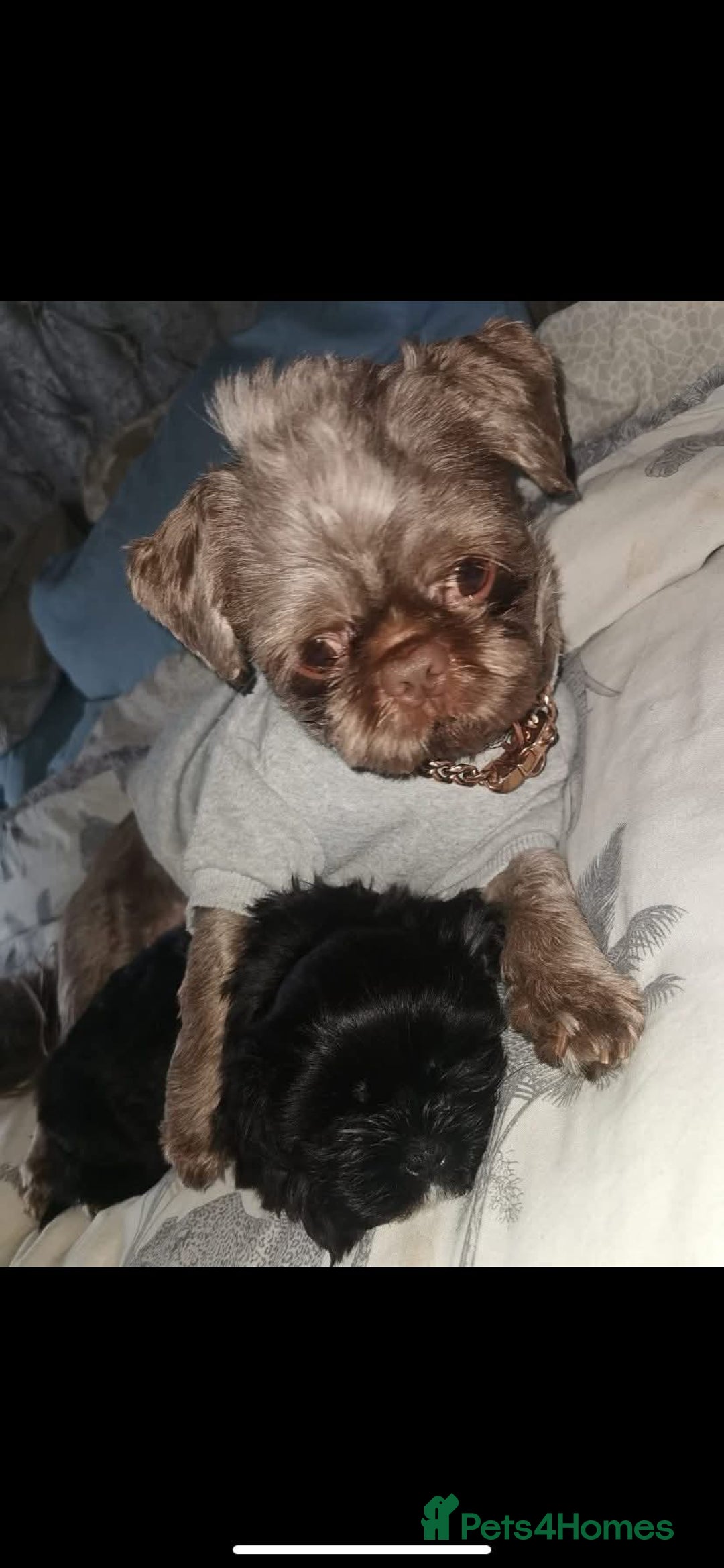 Shih Tzu dogs for stud: Shih Tzu For Stud - Advert 2