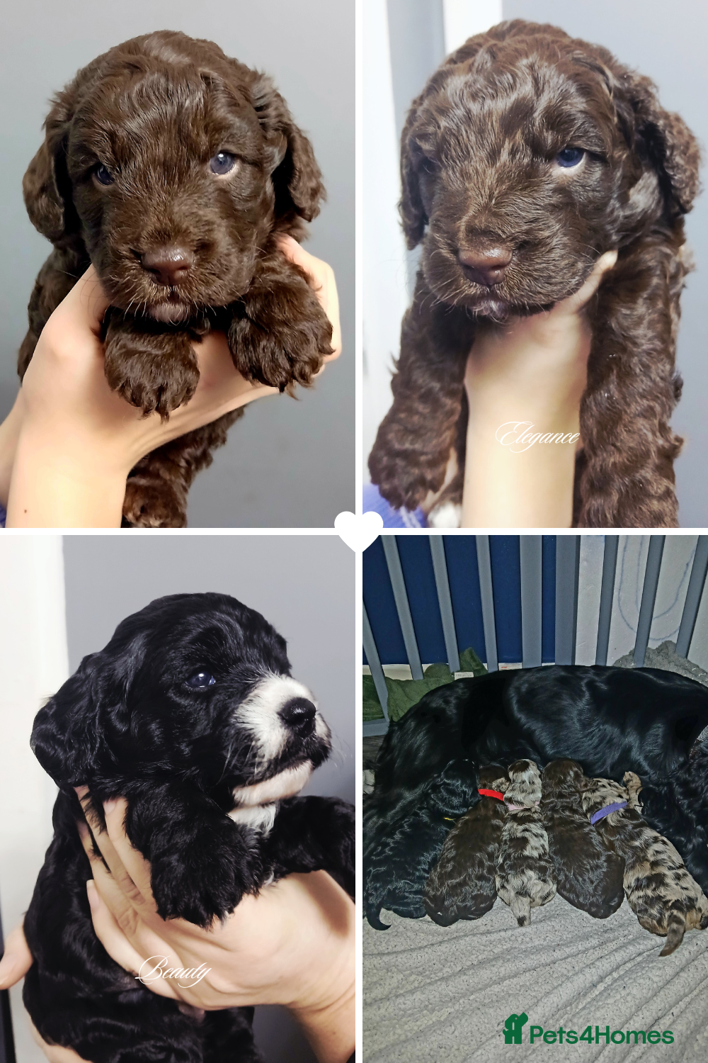Cockapoo dogs F1 miniature cockapoos available 16th feb - Advert 1