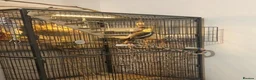 Cockatiels birds for sale: A cockatiel with a large cage  in Doncaster - Advert 3