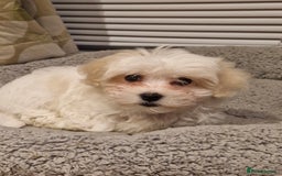 Bichon Frise dogs for sale: Bichon frise 10 week old - Advert 1