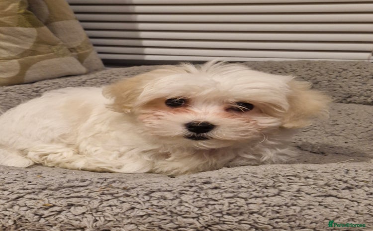 Bichon Frise dogs Bichon frise 10 week old - Advert 4