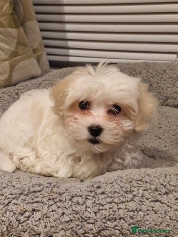 Bichon Frise dogs Bichon frise 10 week old - Advert 1